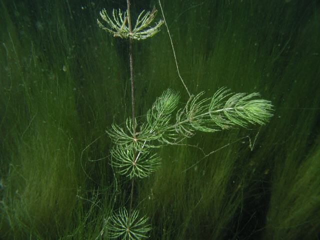 Ceratophyllum demersum