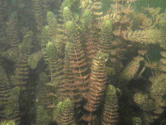 Ceratophyllum demersum