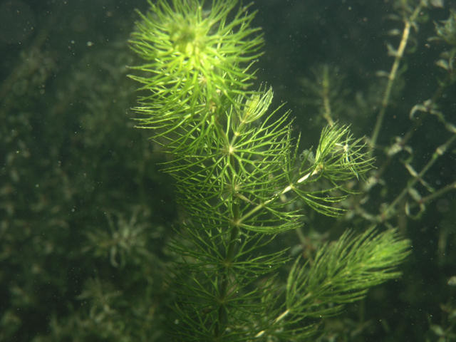 Ceratophyllum demersum