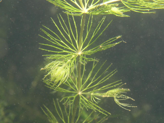 Ceratophyllum demersum