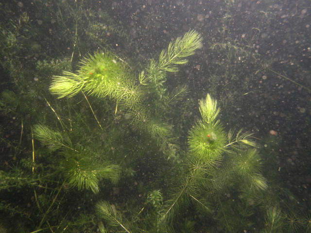 Ceratophyllum demersum