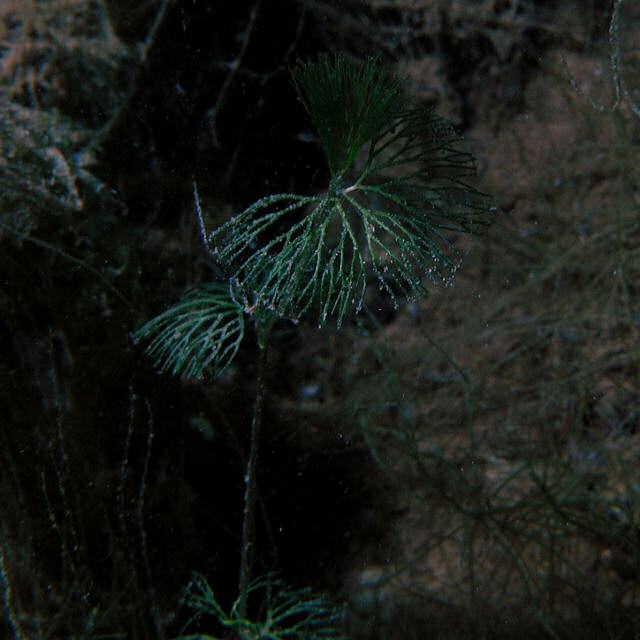 Ranunculus circinatus