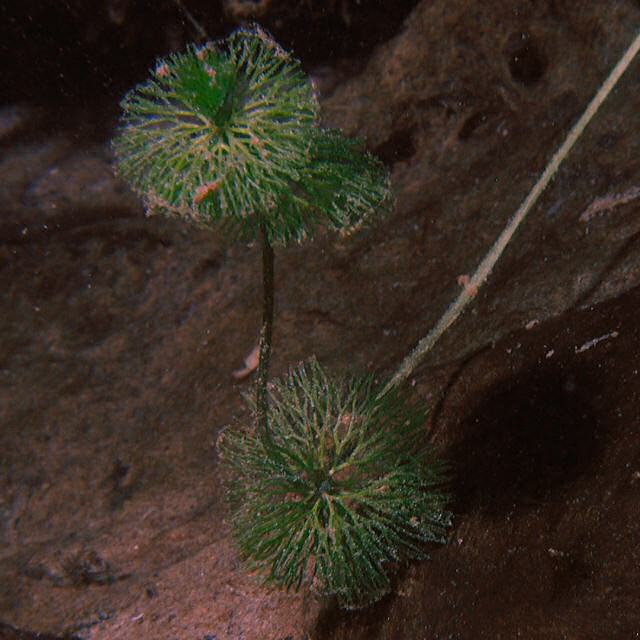 Ranunculus circinatus
