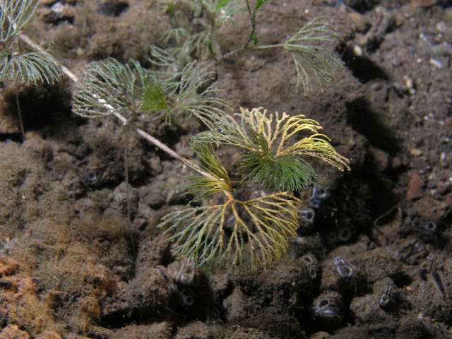 Ranunculus circinatus